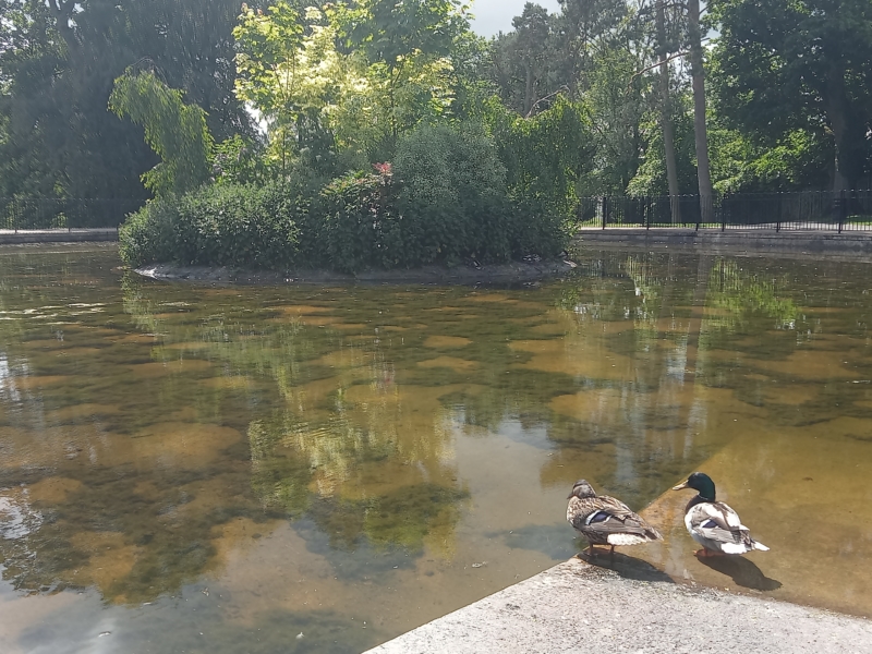 Wallace Park Duck pond